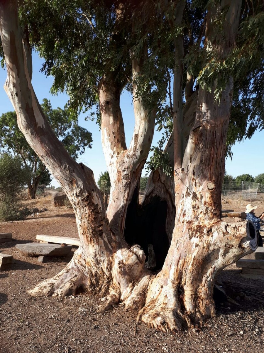 בעקבות אורד וינגייט בהדרכת מורן גל-און (22)