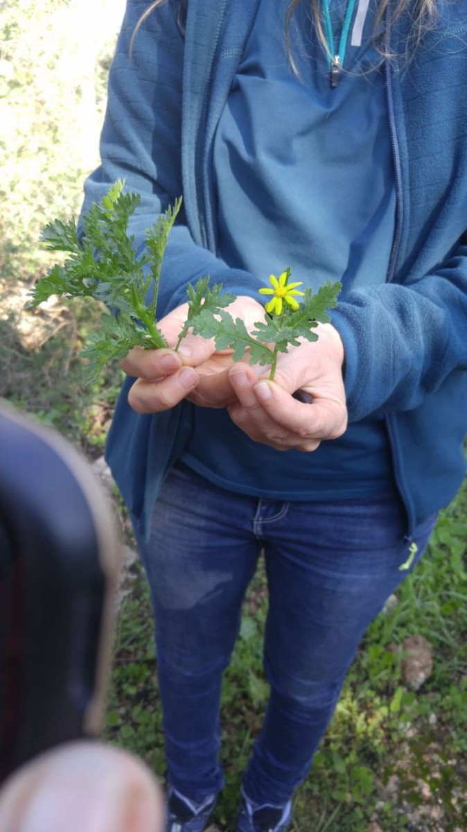 מפגש גורמה מהטבע  סיור ליקוט ובישול (15)