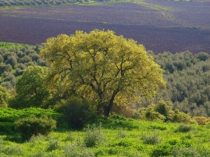 שער העמקים