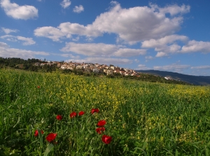 נופית